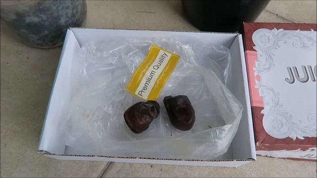 Мои экзотические растения 1