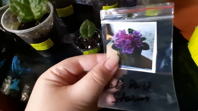 Укоренение листа фиалки. Отсаживание детки от листа. смотреть онлайн