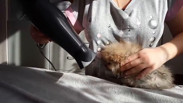 ? Как КУПАТЬ щенка шпица смотреть онлайн