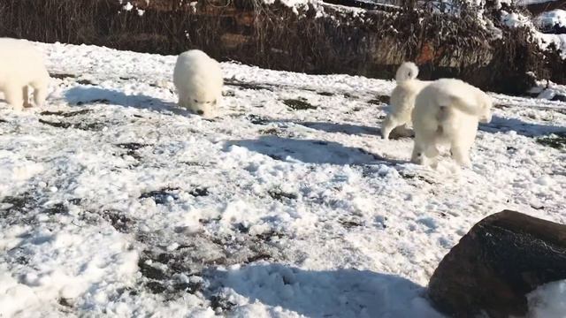 Щенки Польской Подгалянской овчарки смотреть онлайн