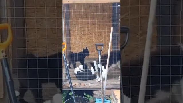 Щенки Русской Европейской Лайки смотреть онлайн