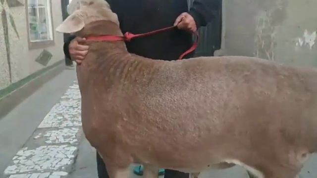 Продаётся кочкор линия Тимуровская. 2 года уши 20 рост 95 цена 10 тыс долларов. +996 552 799 979 смотреть онлайн