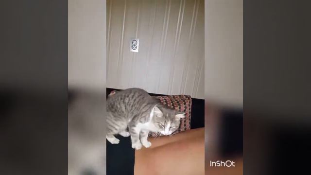 Кот делает массаж смотреть онлайн