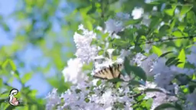 Музыка для беременных от 4 до 8 месяцев стимулирует интеллект малышей ♥ Музыка для беременных ? смотреть онлайн