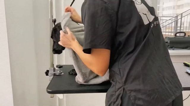 ТРУСИШКА Джемма у грумера, убрали колтуны, вычесали и помыли смотреть онлайн