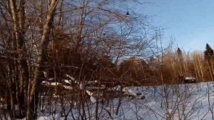 Мой спсоб охоты на тетеревов с чучелами. Способ установки чучел.