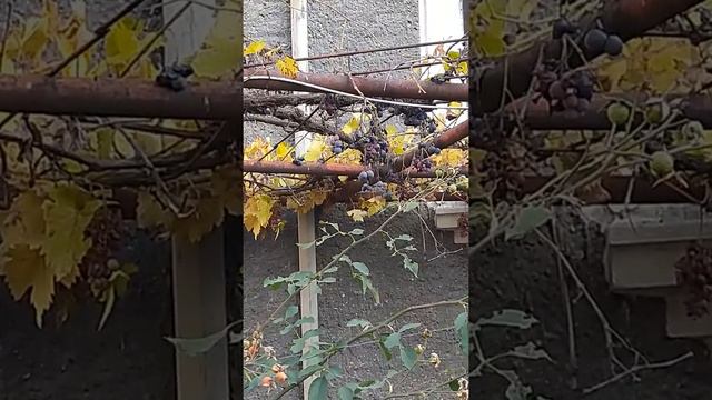 Ноябрь - отличное время для... чего? Что, если убрать его из календаря? смотреть онлайн