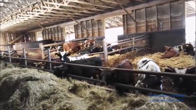 содержание телят смотреть онлайн