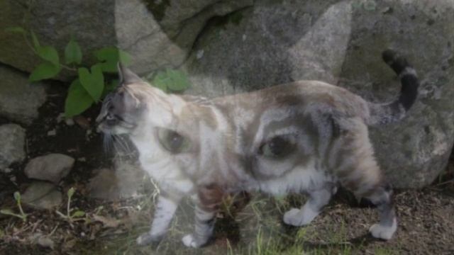 САМЫЕ НЕОБЫЧНЫЕ ОКРАСЫ КОШЕК смотреть онлайн