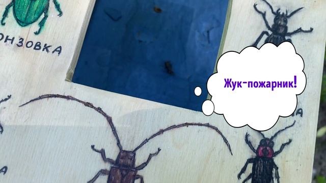 Глушкова Г. Рамочки определители насекомых для дошкольников смотреть онлайн