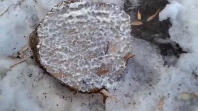 Аэрозольный садовый вар - как работает смотреть онлайн