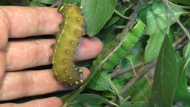 Гусеницы Дульсенеи (Артемиды) окуклились смотреть онлайн
