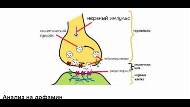 Дофамин:  Что это такое?