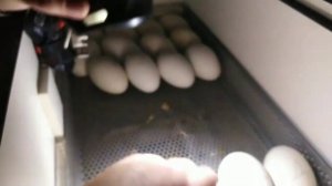 Как спасти инкубацию если отключили свет на долго!?