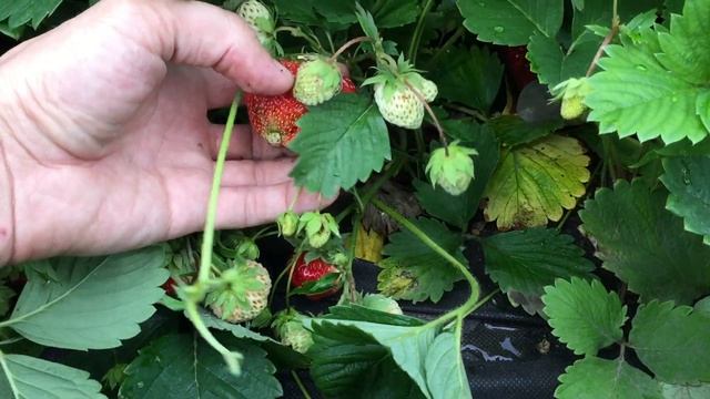 Результат за три года. Клубника на даче. смотреть онлайн