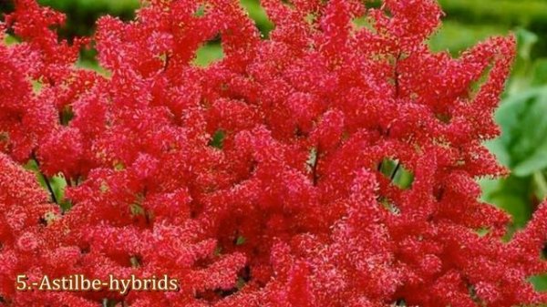 Best Low Maintenance Landscaping Plants for Front of House | Easy Landscape Plants for Shade