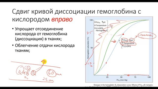 Физиология. Глава 5. Лёгкие. Дыхательная система под нагрузкой. Работа дыхания смотреть онлайн