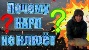 Почему карп не клюёт основные ошибки при ловле карпа