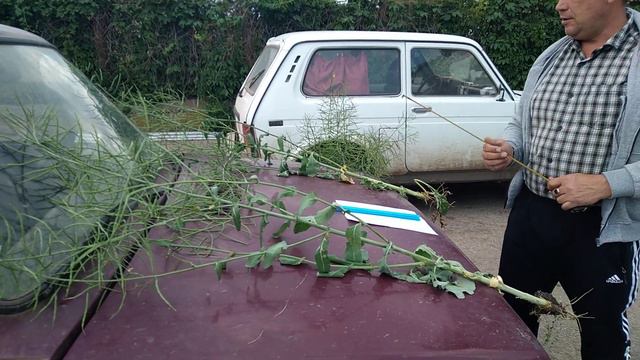 озимый рапс фаза созревание планируемый урожай смотреть онлайн