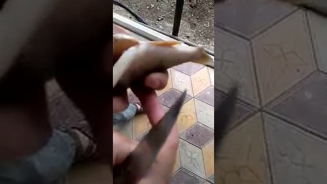 Паразиты в рыбе смотреть онлайн