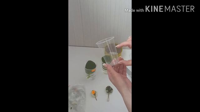8.Укоренение листиков фиалки в воде смотреть онлайн