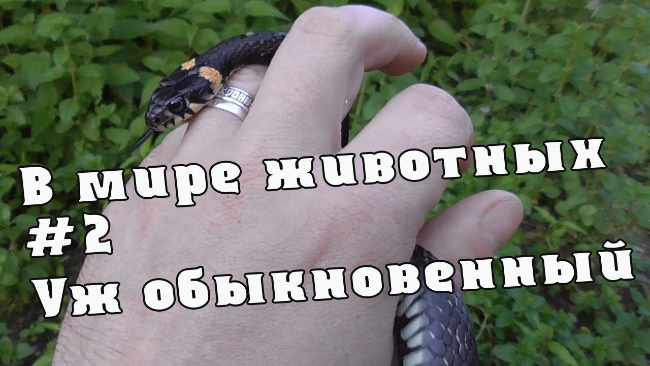 В мире животных | #2 Уж обыкновенный смотреть онлайн