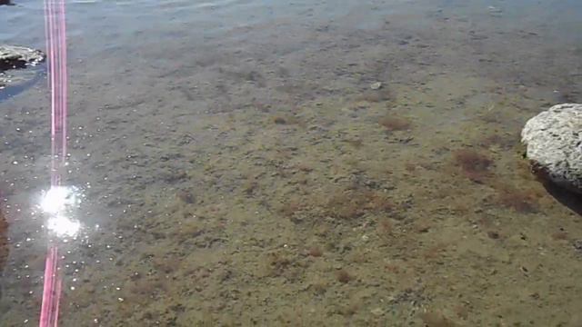 Мальки плавают на мелководье Каспийского моря смотреть онлайн