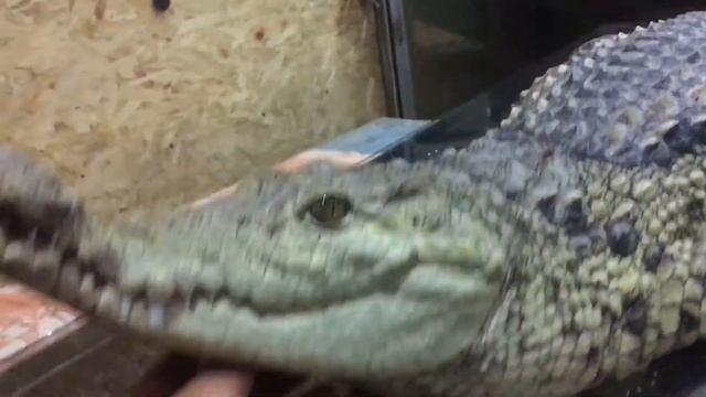Нильский крокодил Варвара смотреть онлайн