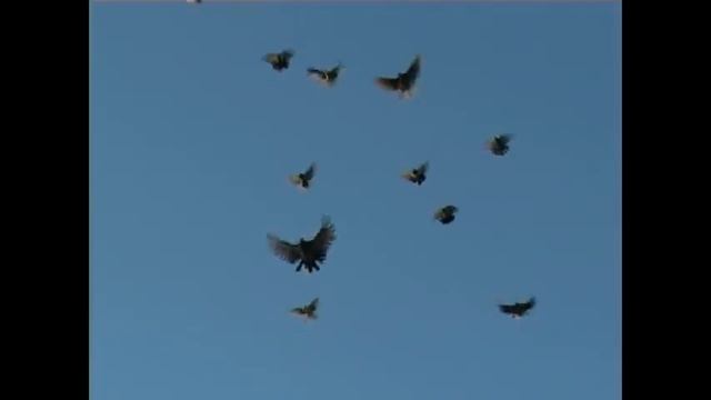 НИКОЛАЕВСКИЕ ВЫСОКОЛЁТНЫЁ смотреть онлайн