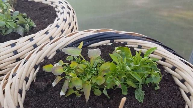 Пересаживаю петунию в горшки большего объёма на ПМЖ смотреть онлайн