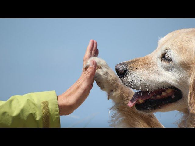 Анималотерапия в реабилитации. Кл.психолог Елена Худышина смотреть онлайн