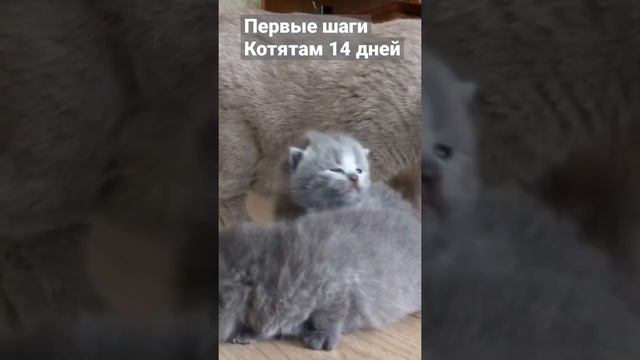 Первые шаги. Открываются глазки. Котятам 2 недели. смотреть онлайн
