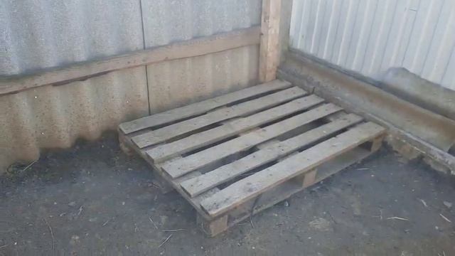 Загон для Мускусных уток/Пополнение в хозяйстве/ смотреть онлайн