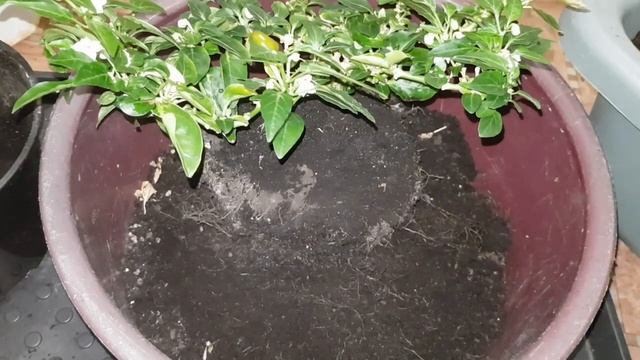 Омоложение острого перца или Шахер-Махер и нам опять 18 :)