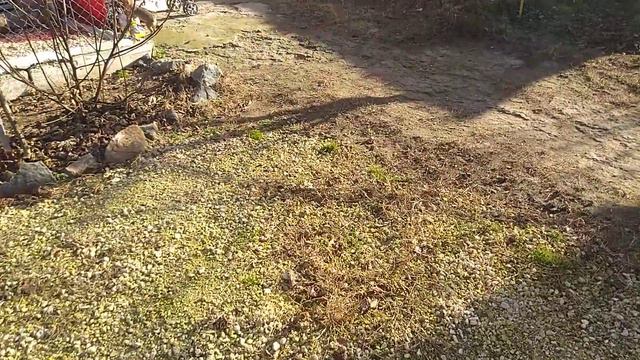 приучаем гулять на улице щенка чихуахуа,Космос СИМФЕРОПОЛЬ Кастропуло Крым смотреть онлайн