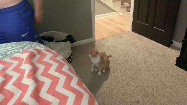 Cats Who Bite: Why Do Cats Bite & What You Can Do смотреть онлайн