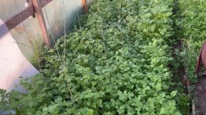 Осенью посадили горчицу, что делать дальше с этой культурой, чтобы она принесла максимальную пользу