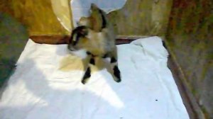 Карликовая козочка. Что делать если родился слабый козленок.