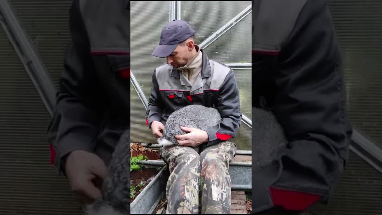 Ощипывание кролика / Plucking a rabbit смотреть онлайн