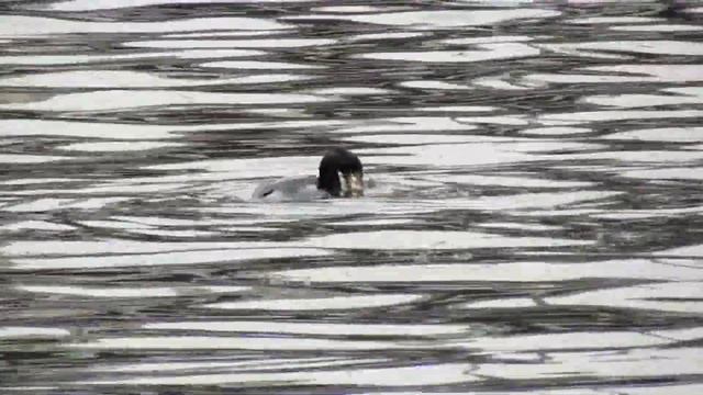 Баклан в Москве смотреть онлайн