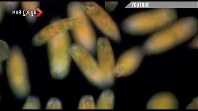 День в истории. 26 февраля смотреть онлайн