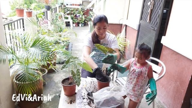 How to Propagate Alocasia Pseudo Sanderiana & Care Tips / Gardening with a Toddler HD 1080p смотреть онлайн