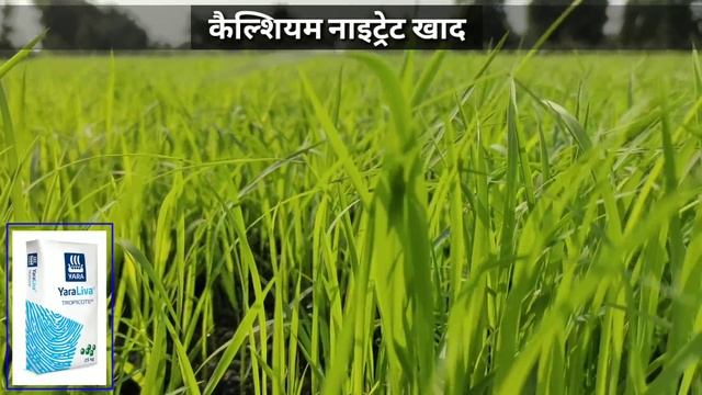 Calcium Nitrate fertilizer |Advanced agriculture| смотреть онлайн