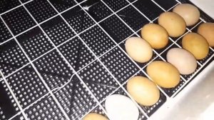 Закладываю яйца в инкубатор несушка на 104 яйца с вентилятором,изм. влажн. с авт.поворот.с цифр.тер