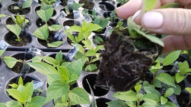 Лето! Ясли для метельчатых гортензий!) смотреть онлайн