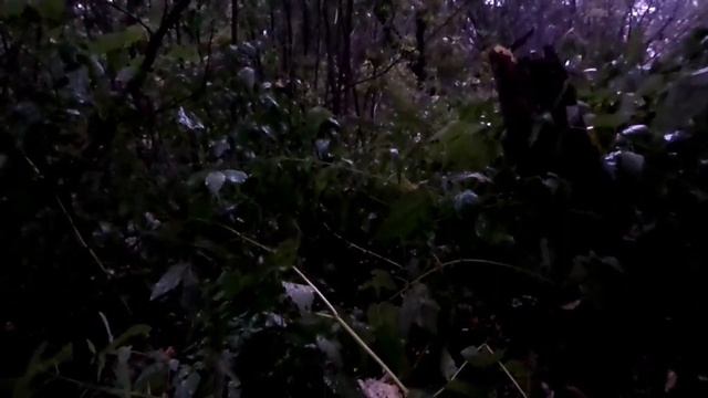 6 ЧАСТЬ. Лето в д. Высоково. 19г. Кологривскии р-он. смотреть онлайн