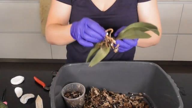 Repotting Maudiae Paphiopedilums // Why paphs need annual repotting смотреть онлайн