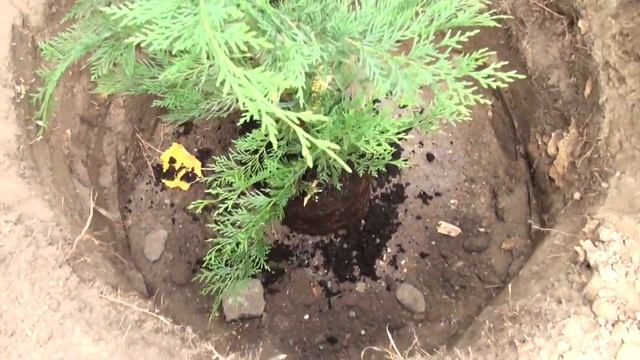 Cupressocyparis leylandii - Leylandi ciprus ültetése - Megyeri Kertészet смотреть онлайн