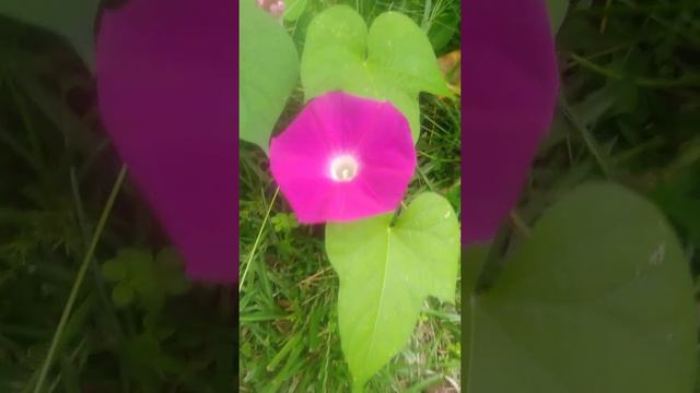 pretty flowers. what is the color of the 1 a solid color I wonder...? violet ...? morning glories. смотреть онлайн
