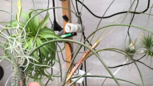 ALL ABOUT AIR PLANTS: SEED PODS, BABY PLANTS, WINTER CARE AND MORE! смотреть онлайн